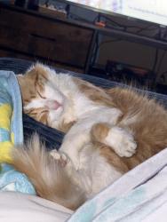 Lost Male Cat last seen Danforth rd, Toronto, ON 