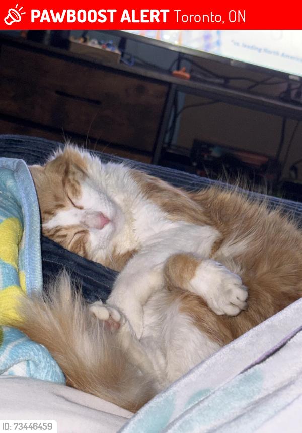 Lost Male Cat last seen Danforth rd, Toronto, ON 