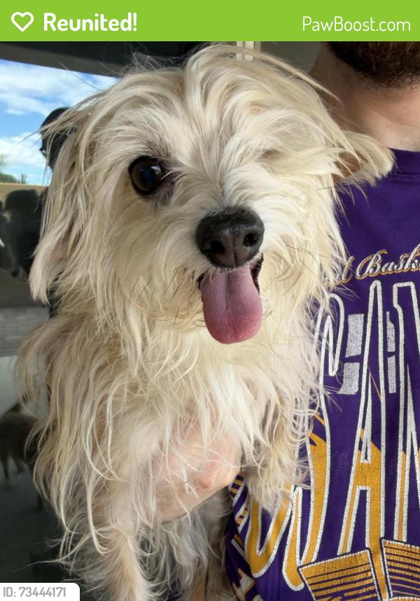 Reunited Female Dog last seen 83rd Ave and Missouri, Glendale, AZ 85305