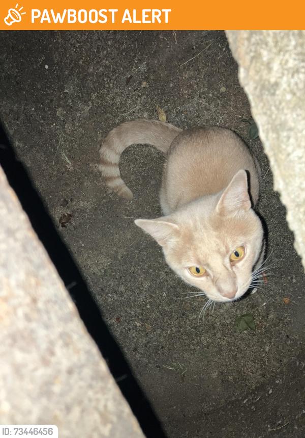 Found/Stray Unknown Cat last seen Storm drain at end of Baygarden Ct., Worthington Hills, Worthington Hills, KY 40245