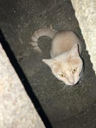 Found/Stray Unknown Cat last seen Storm drain at end of Baygarden Ct., Worthington Hills, Worthington Hills, KY 40245