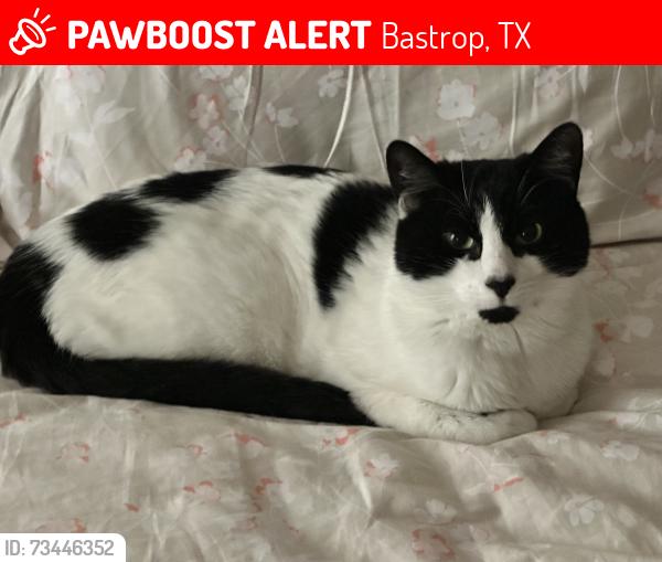 Lost Male Cat last seen Weaver ln Bastrop tx Adelton community, Bastrop, TX 78602