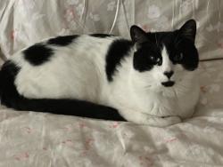 Lost Male Cat last seen Weaver ln Bastrop tx Adelton community, Bastrop, TX 78602