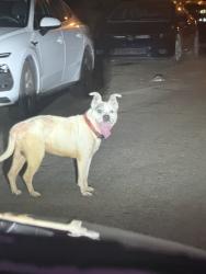 Reunited Male Dog last seen Near Huy Rd, Columbus, OH 43224, USA, Columbus, OH 43224