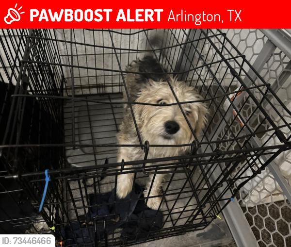 Lost Male Dog last seen Highway 360, Arlington, TX 76014