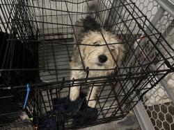Lost Male Dog last seen Highway 360, Arlington, TX 76014