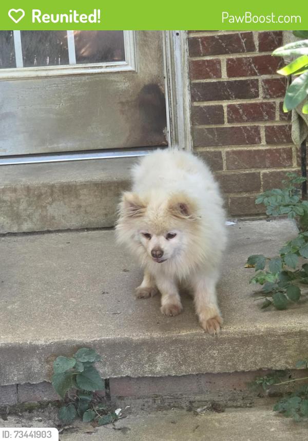 Reunited Male Dog last seen Dumbarton Rd, Snughaven Rd, Greendale Rd, Staples Mill Rd, Richmond, VA 23228