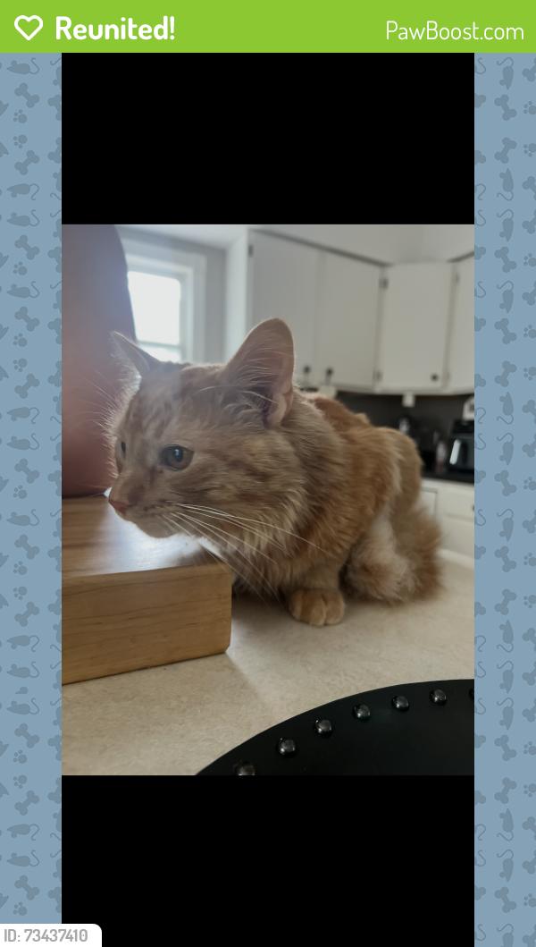 Reunited Male Cat last seen Near Center Street; Crystal Lake, IL 60014, Crystal Lake, IL 60014