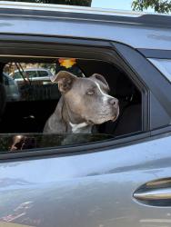 Reunited Male Dog last seen Locust and Manzanita, Carmichael, CA 95608