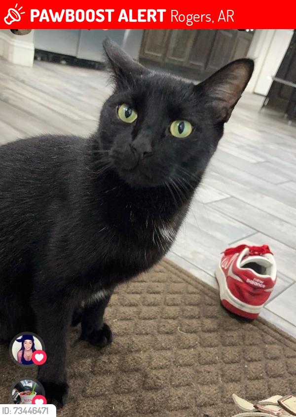 Lost Male Cat last seen Rogers, AR, Rogers, AR 72758