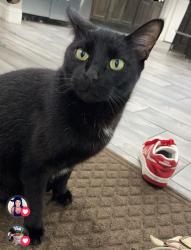 Lost Male Cat last seen Rogers, AR, Rogers, AR 72758