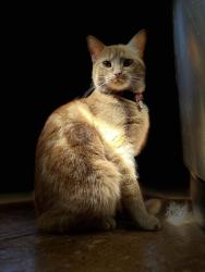 Lost Female Cat last seen Mill street and Johnston st, Clearview, ON L0M 1G0