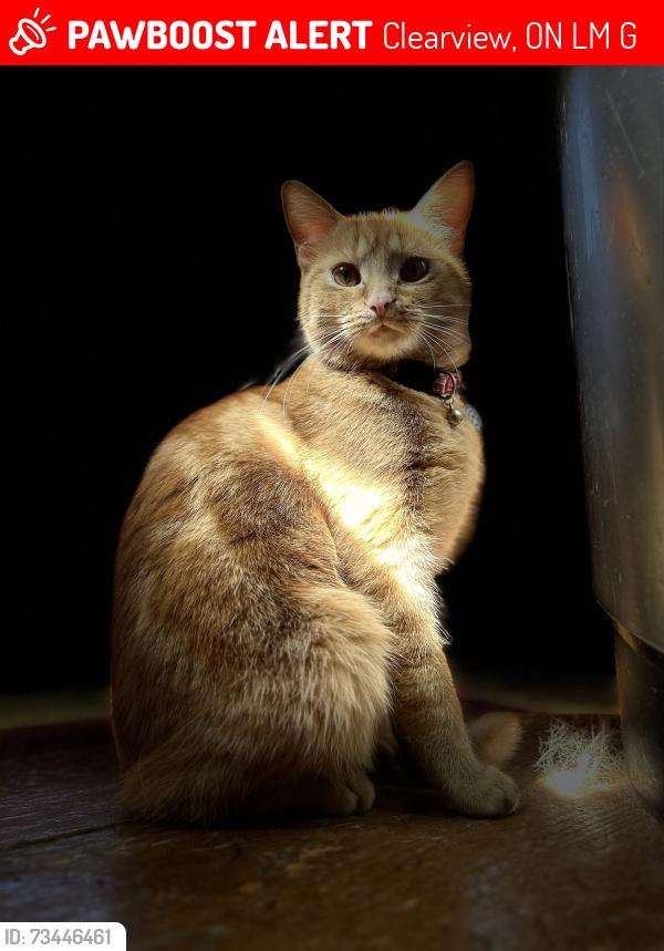 Lost Female Cat last seen Mill street and Johnston st, Clearview, ON L0M 1G0