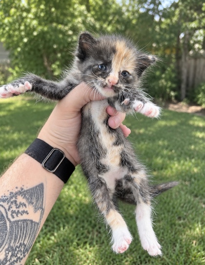 Shelter Stray Female Cat last seen Near WHITE SETTMENT RD, West District, TX, 355 Hillshire Dr, Haslet, TX 76052, USA