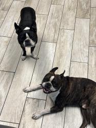 Reunited Male Dog last seen Mohawk and 35th Ave, Glendale, AZ 85308