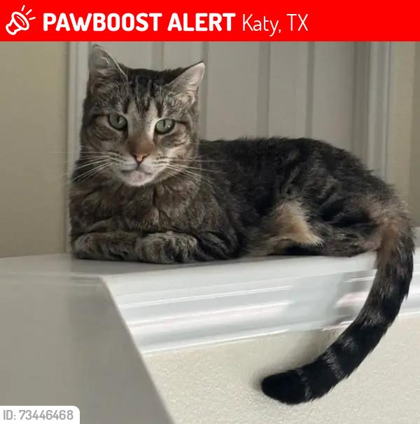 Lost Female Cat last seen seven lakes high school, Katy, TX 77494