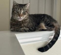 Lost Female Cat last seen seven lakes high school, Katy, TX 77494