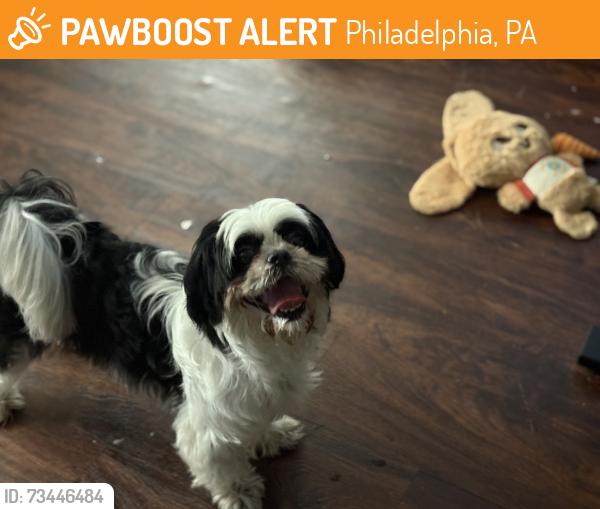 Found/Stray Unknown Dog last seen Walmart, Philadelphia, PA 19111