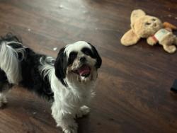 Found/Stray Unknown Dog last seen Walmart, Philadelphia, PA 19111