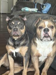 Lost Male Dog last seen 42nd German church, Indianapolis, IN 46235