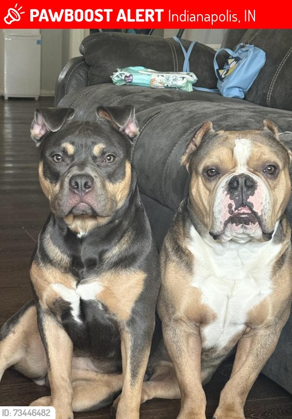 Lost Male Dog last seen 42nd German church, Indianapolis, IN 46235