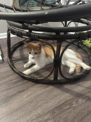Found/Stray Unknown Cat last seen Montecito apmts, Austin, TX 78741