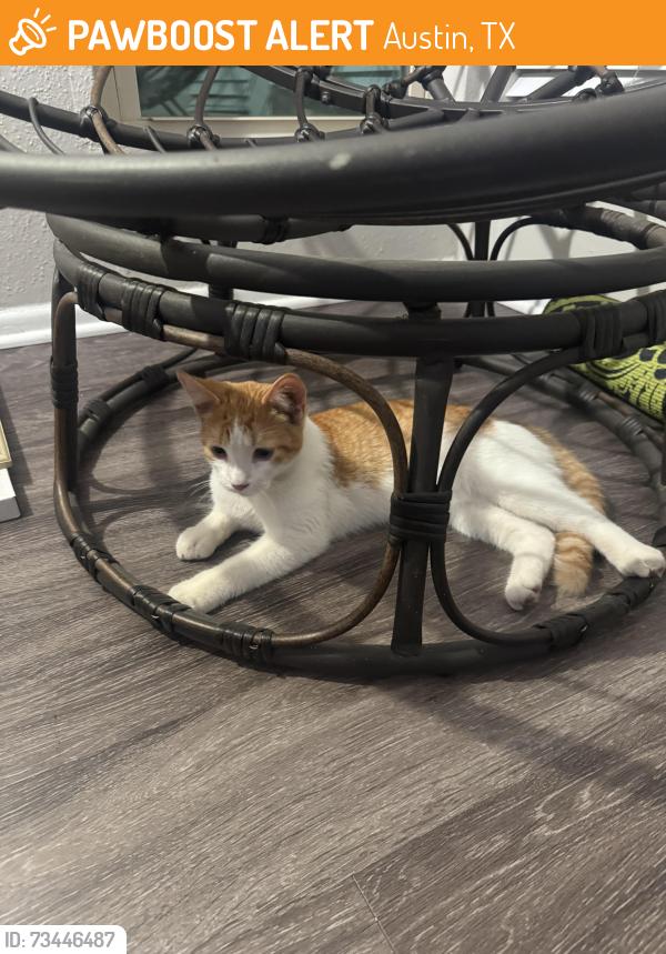 Found/Stray Unknown Cat last seen Montecito apmts, Austin, TX 78741