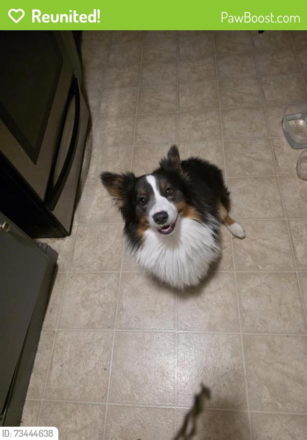 Reunited Male Dog last seen Unknown, Auburn, CA 95603