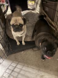 Found/Stray Male Dog last seen Iris, Moreno Valley, CA 92551