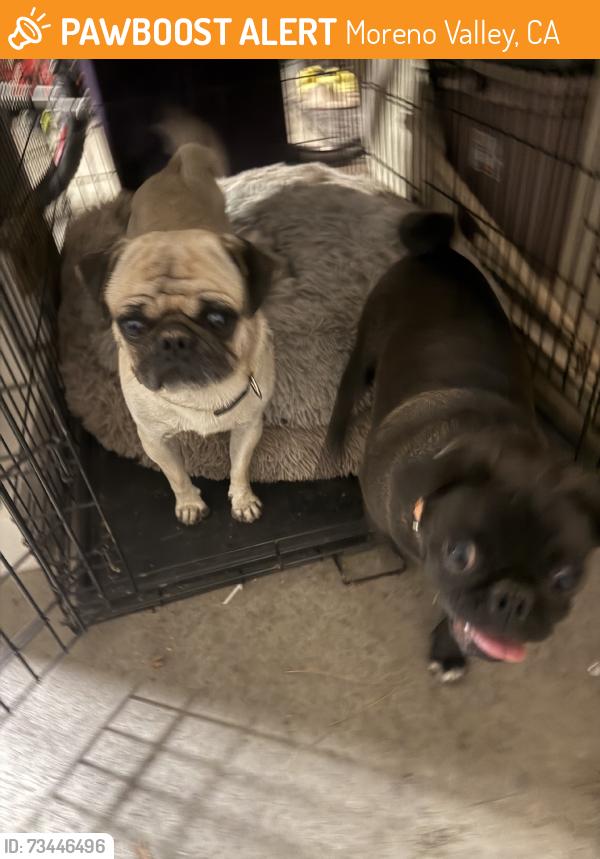 Found/Stray Male Dog last seen Iris, Moreno Valley, CA 92551
