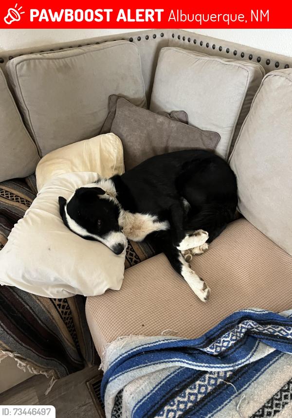 Lost Male Dog last seen Near Camino Cerrito SE, Albuquerque, NM 87123