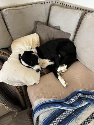 Lost Male Dog last seen Near Camino Cerrito SE, Albuquerque, NM 87123