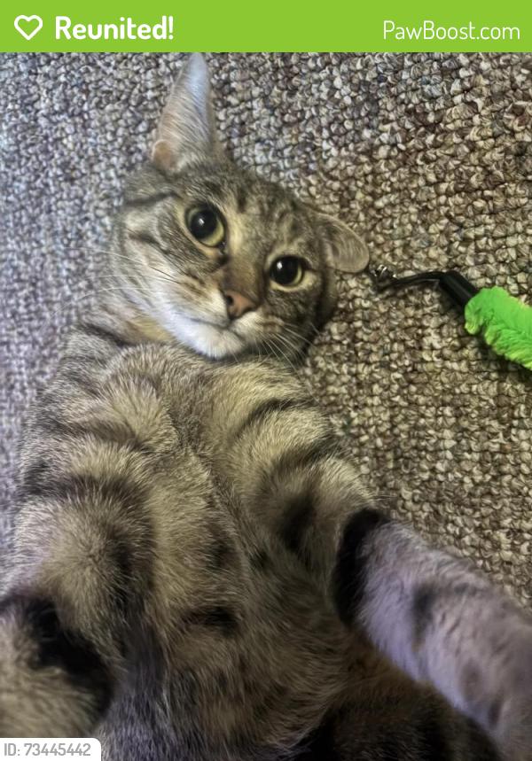 Reunited Female Cat last seen Chestnut and Hwy 36., Burlington, WI 53105