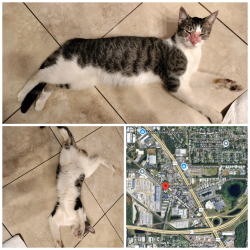 Reunited Male Cat last seen Near Apopka Blvd B, Apopka, FL 32703, Apopka, FL 32703