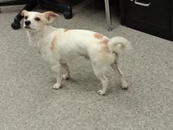 Reunited Male Dog last seen Hook Jr. High school, Victorville, CA 92394