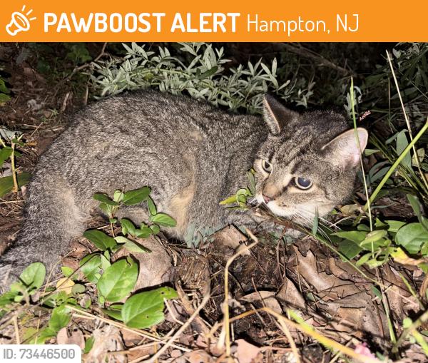 Found/Stray Unknown Cat last seen by the brick hse on other side of the street, Hampton, NJ 08827