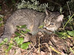 Found/Stray Unknown Cat last seen by the brick hse on other side of the street, Hampton, NJ 08827