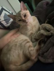 Lost Female Cat last seen Woodland Avenue, Brighton and Hove, England BN3 6WH