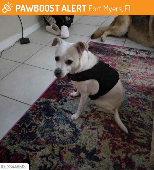 Found/Stray Male Dog last seen Eddison mall, Fort Myers, FL 33901