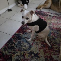 Found/Stray Male Dog last seen Eddison mall, Fort Myers, FL 33901