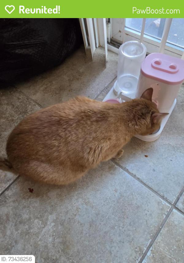 Reunited Male Cat last seen in our home at 12380 Freeport Drive Victorville, Victorville, CA 92392
