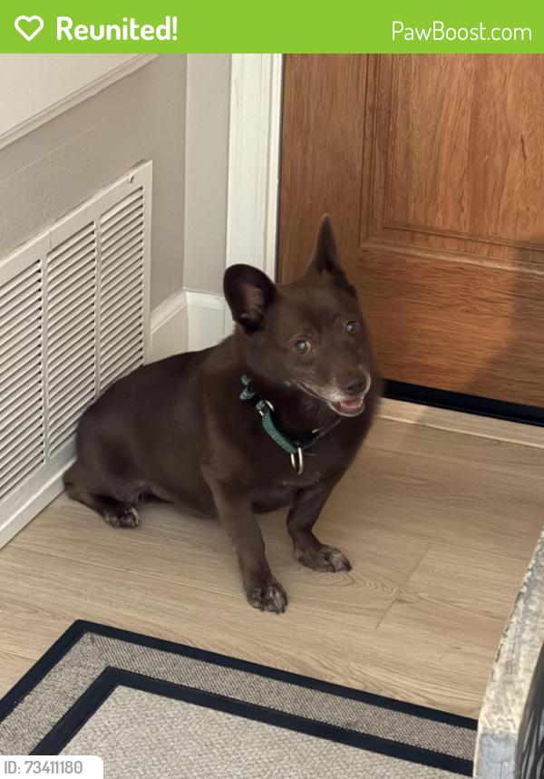 Reunited Male Dog last seen Swallow Ln and Poinsettia, Carlsbad, CA 92009