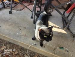 Found/Stray Unknown Cat last seen Lake Rollingwood Subdivision, Conroe, TX 77303