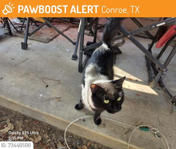 Found/Stray Unknown Cat last seen Lake Rollingwood Subdivision, Conroe, TX 77303