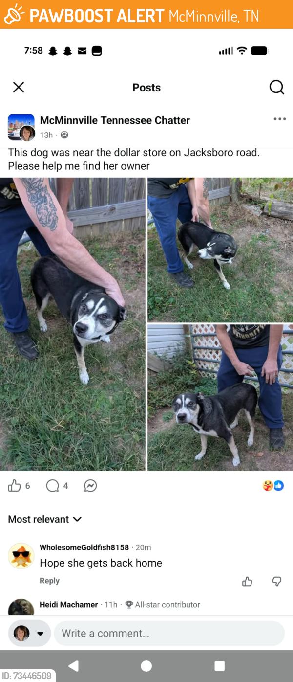 Found/Stray Female Dog last seen Centertown Methodist Church, McMinnville, TN 37110