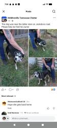 Found/Stray Female Dog last seen Centertown Methodist Church, McMinnville, TN 37110