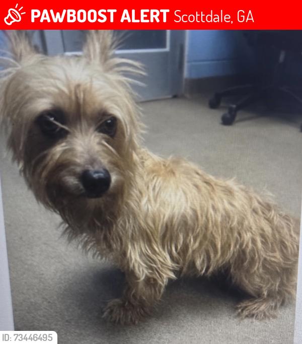 Lost Male Dog last seen North Decatur Rd., Scottdale, GA 30079
