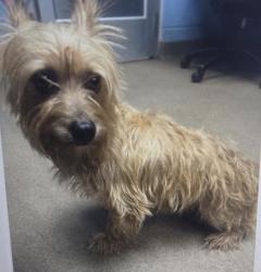 Lost Male Dog last seen North Decatur Rd., Scottdale, GA 30079