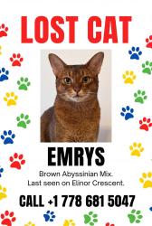 Lost Male Cat last seen Mary Hill, Port Coquitlam, BC 