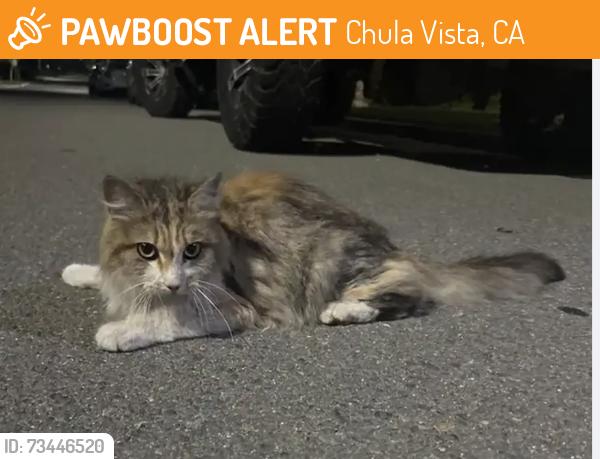 Found/Stray Male Cat last seen Hidden path dr, Chula Vista, CA 91915